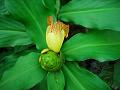 Painted Spiral Ginger